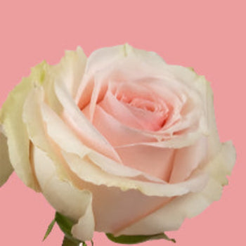 Birthday Pink Roses Box Balloons Personalized